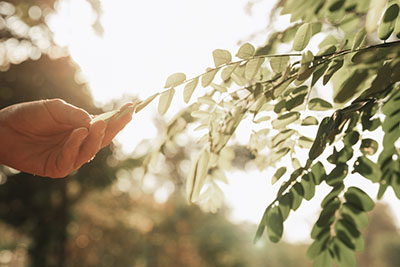 The Power of Ecology: Shaping a Sustainable Future