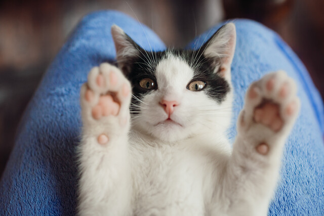 Cat Care and Training 101