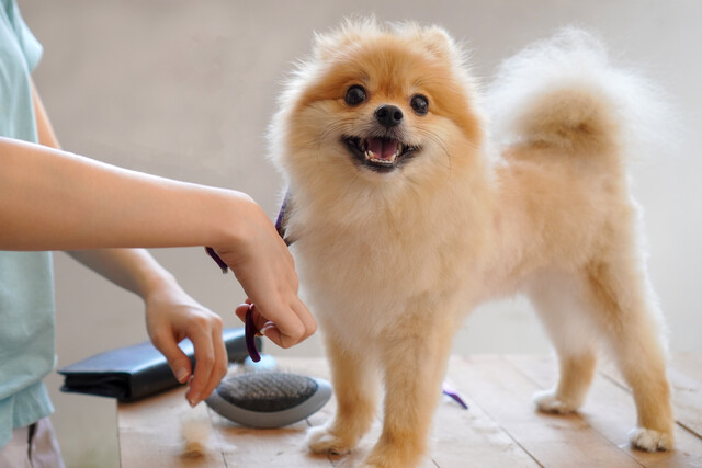 Dog Grooming 101